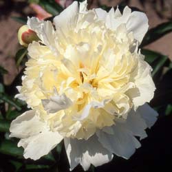 Peony 'Laura Dessert'